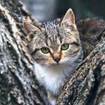 cat, pet, nature, kitten, animal, tree