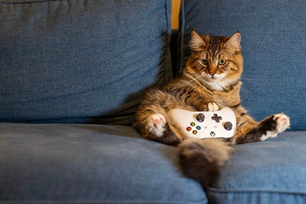cat, kitten, animal, pet, indoors, gaming, nature, controller, couch