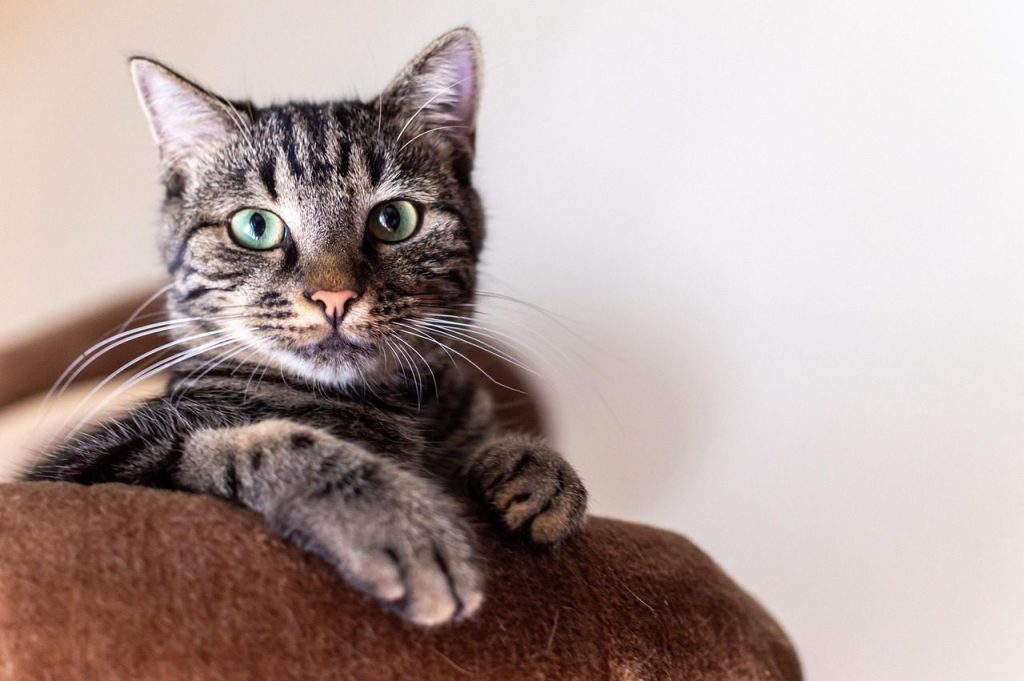simba, cat, portrait, animal, cat photography, animals, pet, nature, domestic cat