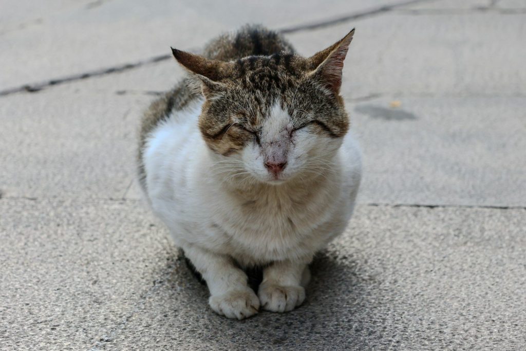 A tabby and white cat sitting on pavement.