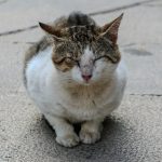 A tabby and white cat sitting on pavement.