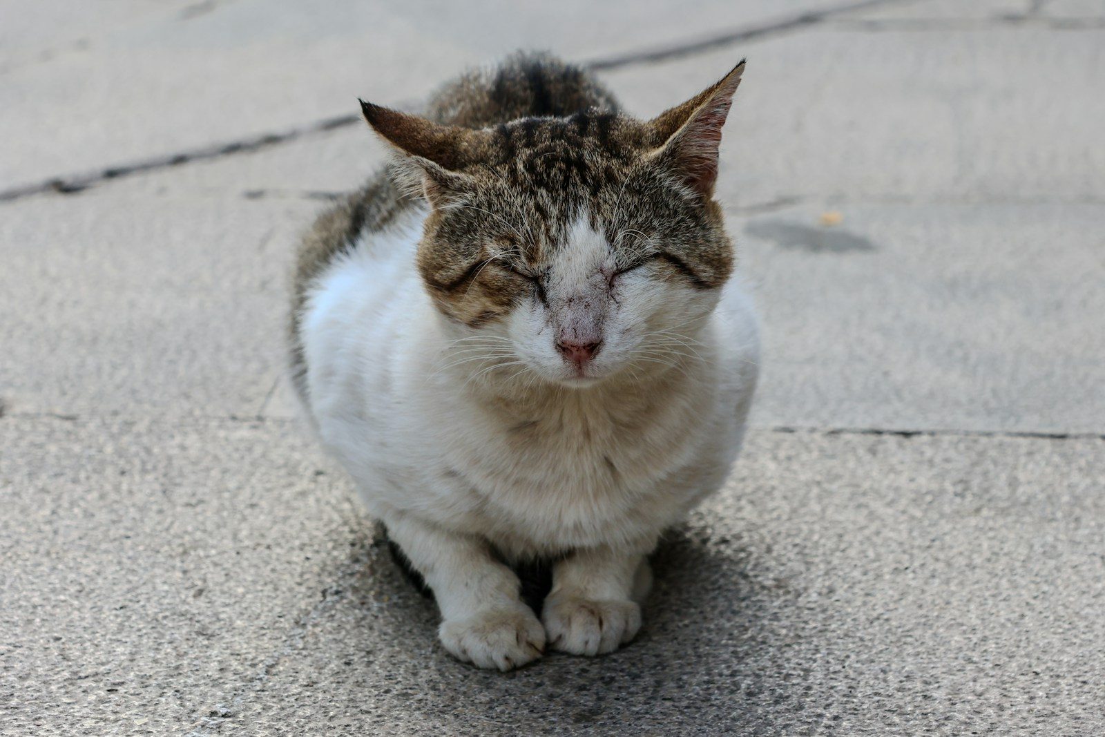 A tabby and white cat sitting on pavement.