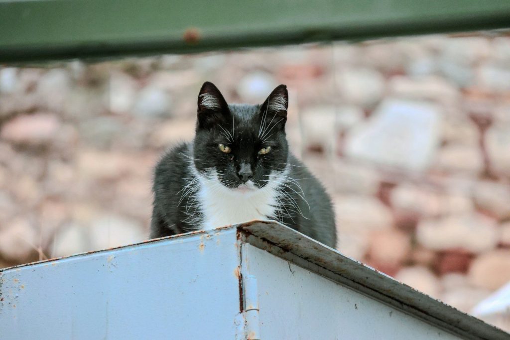 A black and white cat sits on a ledge.
