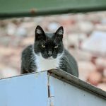 A black and white cat sits on a ledge.