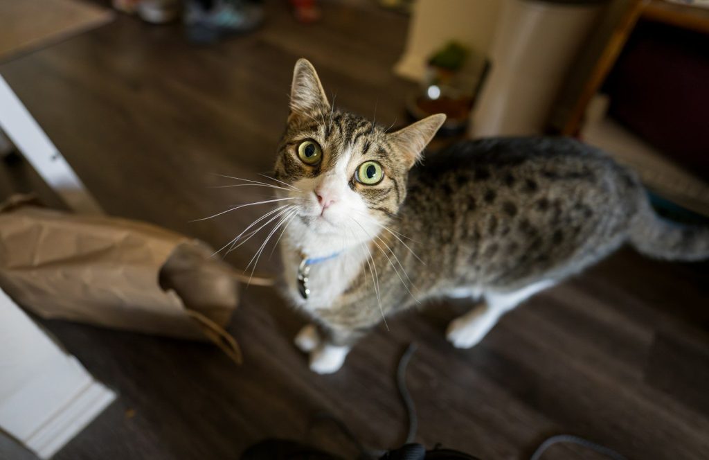 A tabby cat with green eyes looks up curiously.