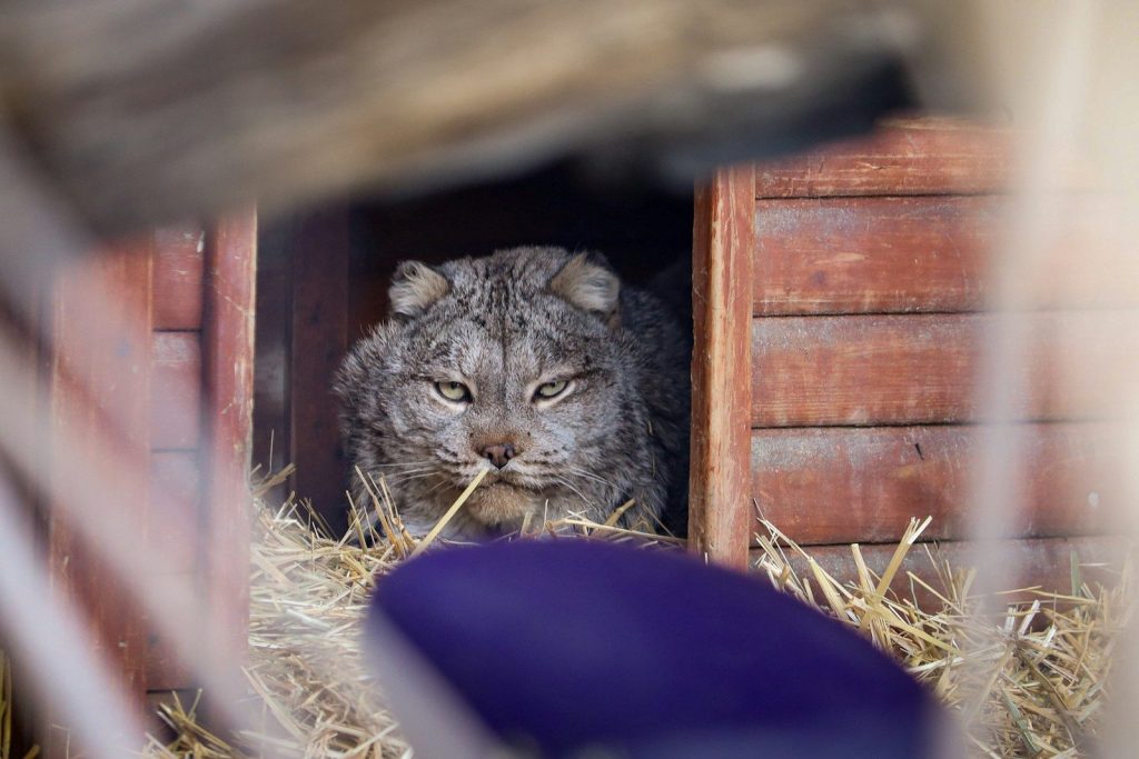 A cat sitting in a wooden box with hay