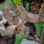 a group of cats laying on top of a green field