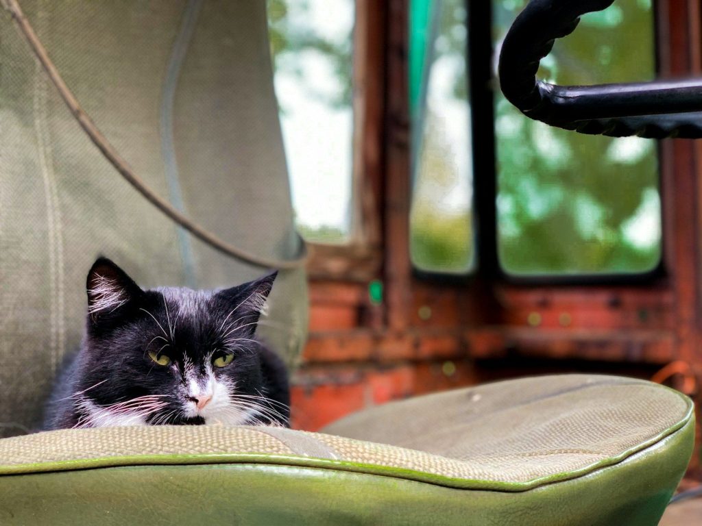 cat lying on chair