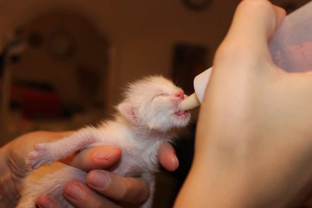 cat, milk, feeding time, puppy, baby bottles, nurse, pet, animal, malai, kitten