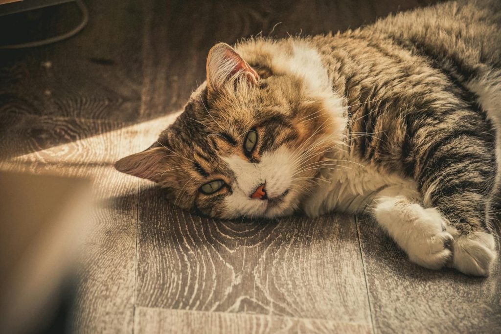 A fluffy cat lying down on a sunlit wooden floor, exuding warmth and comfort.