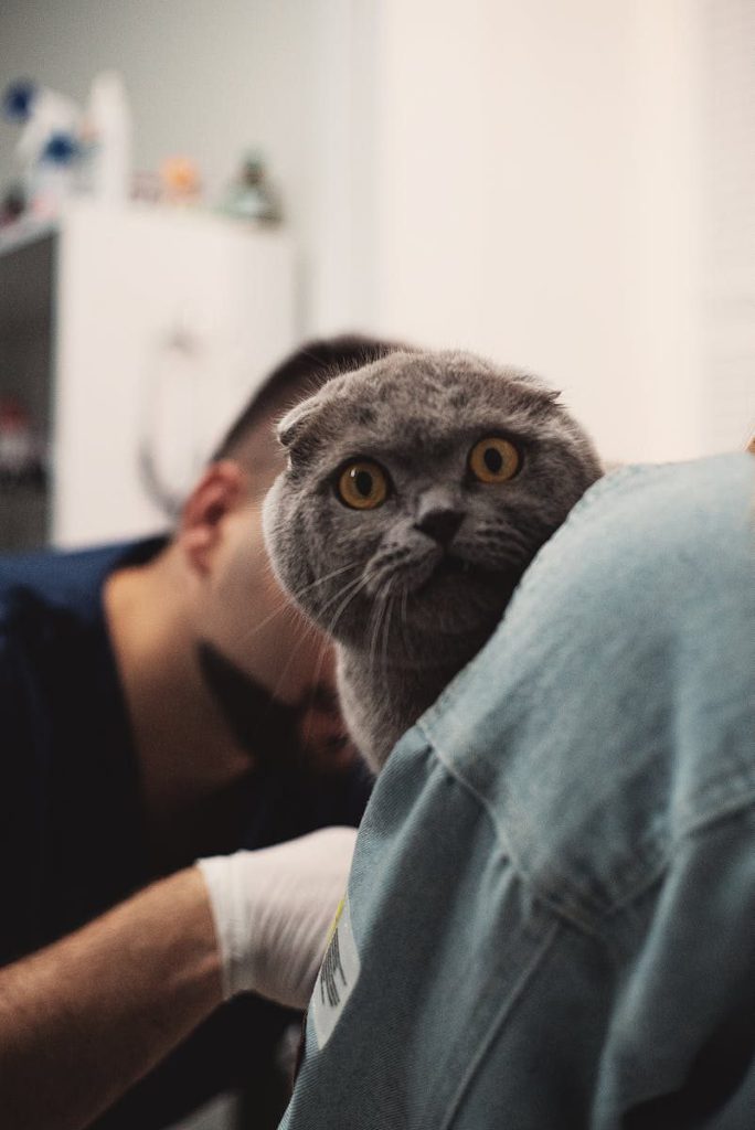 A cute Scottish Fold cat peeks over the shoulder in a vet's office. Perfect for pet and animal themes.