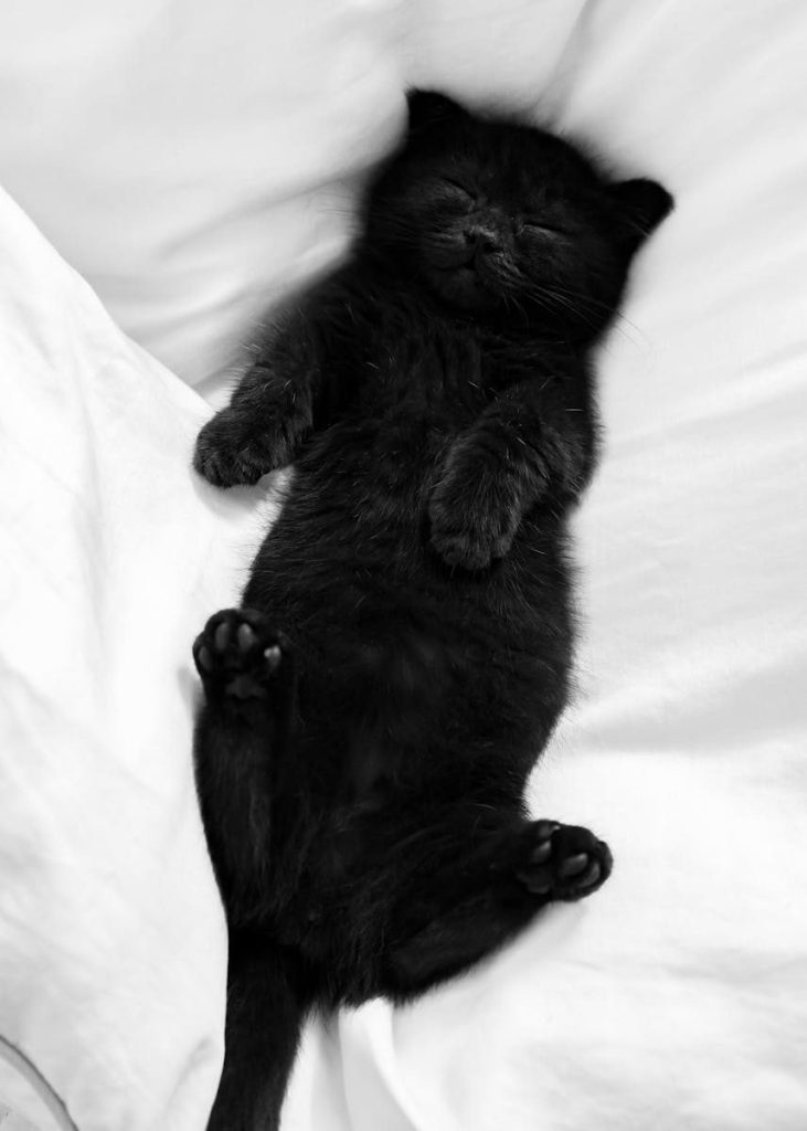 Cute black kitten sleeping soundly on a white bed, displaying utter tranquility.