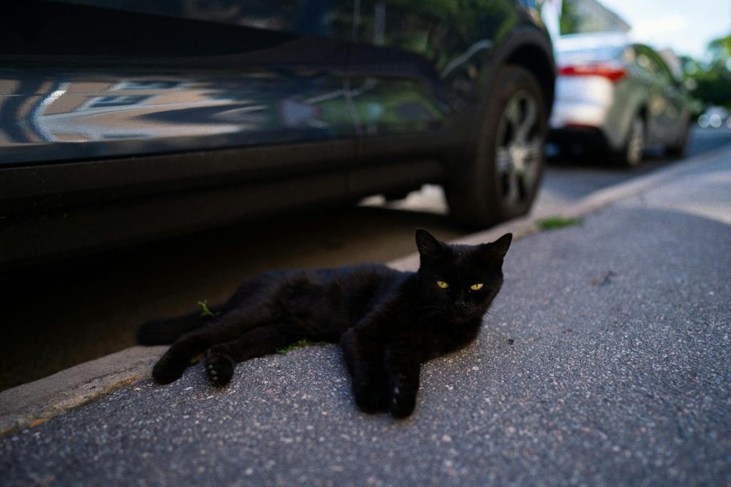 A serene black cat lying on a city sidewalk next to parked cars on a sunny day.