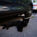 A serene black cat lying on a city sidewalk next to parked cars on a sunny day.