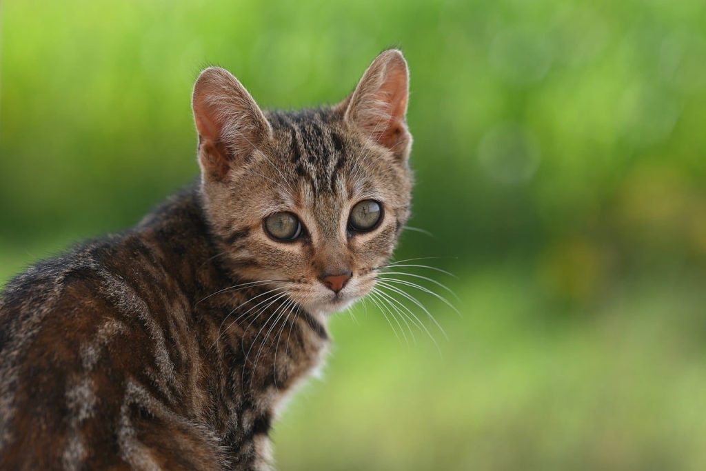 cat, pet, animal, nature, feline, portrait
