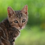 cat, pet, animal, nature, feline, portrait