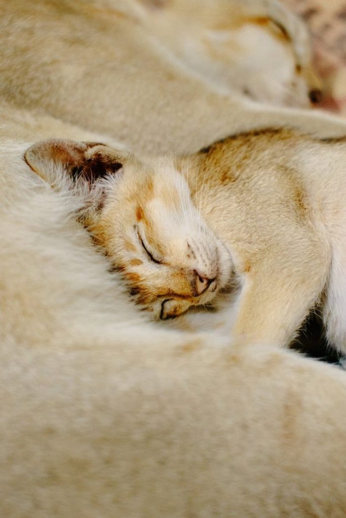 kitten, cat, feline, animal, pet, sleeping, asleep, resting, snuggling, cute, adorable, peaceful, comfort, cozy, tender, soft, fur, close up, beige, innocence, love, domestic cat, nap, bonding, nature, detail