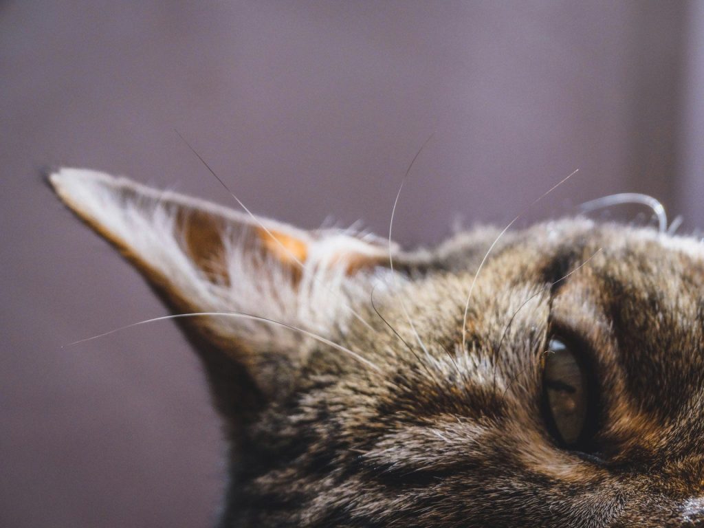 brown tabby cat in close up photography
