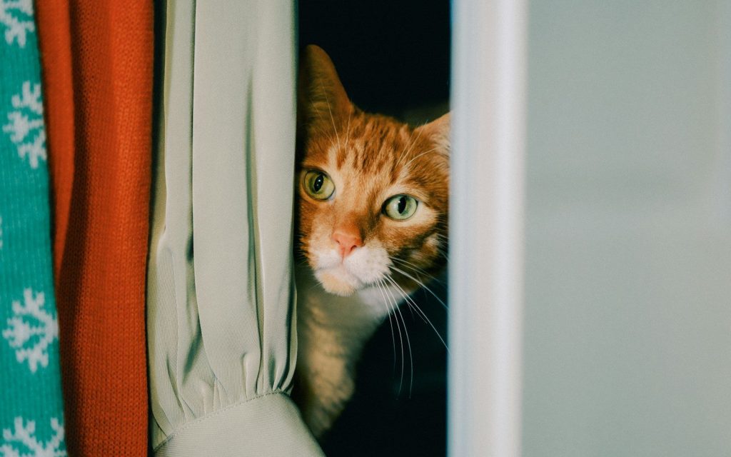 An orange cat peeks out from a closet.