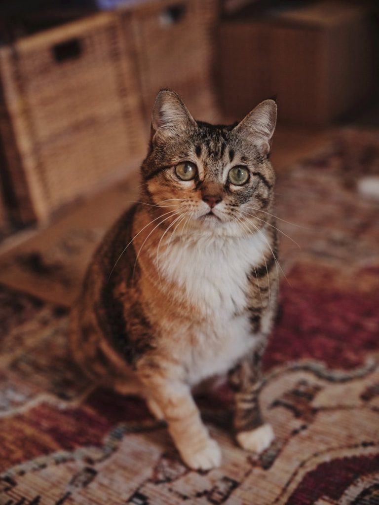 A tabby cat sits on a patterned rug.