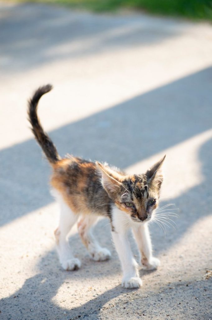 a small kitten walking across a cement road