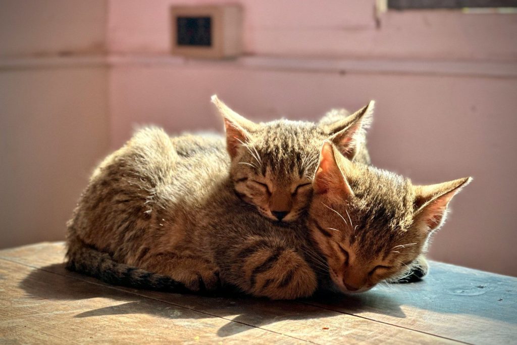 a couple of kittens laying on top of a wooden table