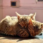 a couple of kittens laying on top of a wooden table