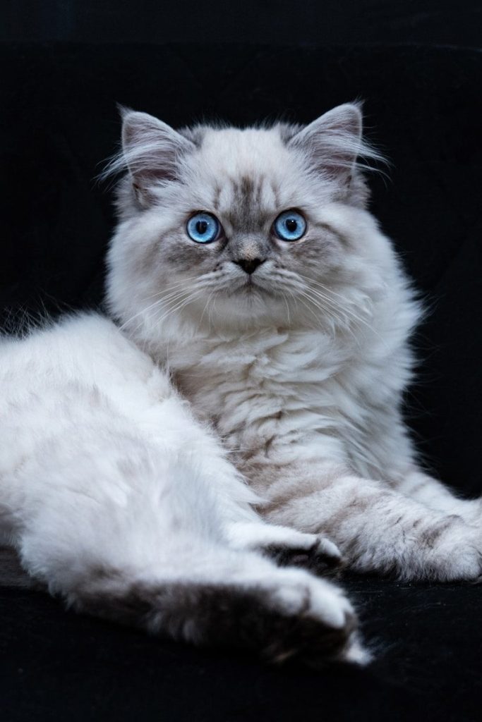 A white cat with blue eyes laying down