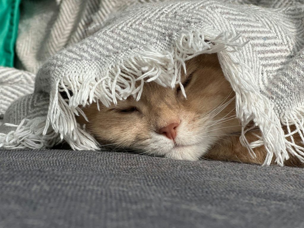 A cat sleeping under a blanket on a sofa.