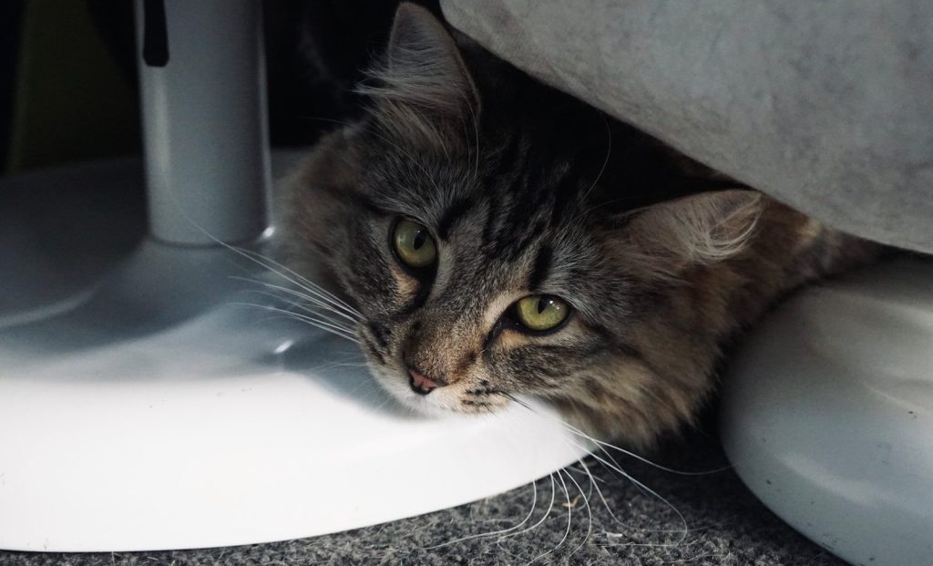 A cat peeks out from underneath something.