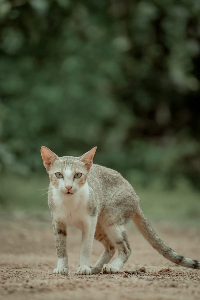 A cat standing in the middle of a dirt road