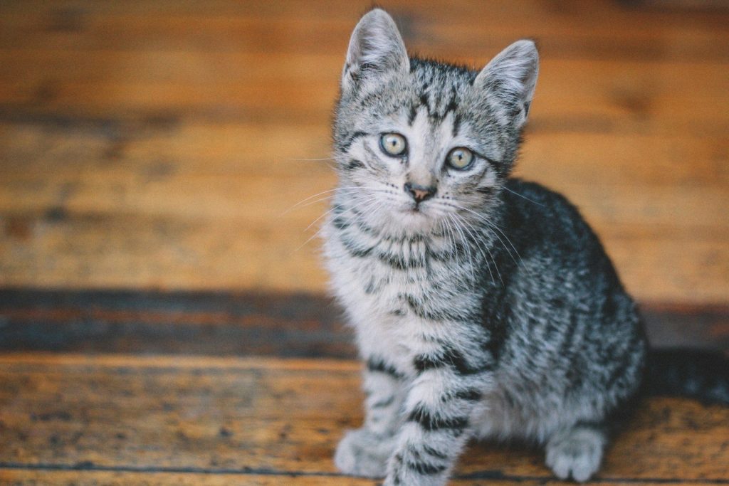 silver tabby cat on brown wooden floor