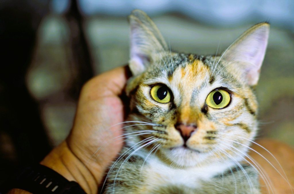 A person petting a tabby cat with yellow eyes.