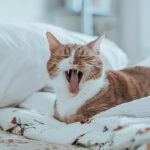 tan and white cat on white bedspread