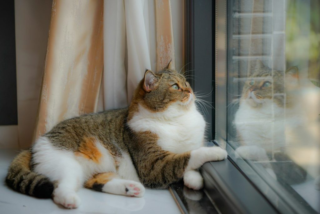 a cat sitting on a window sill next to a window