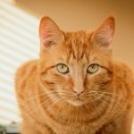 orange tabby cat on white textile