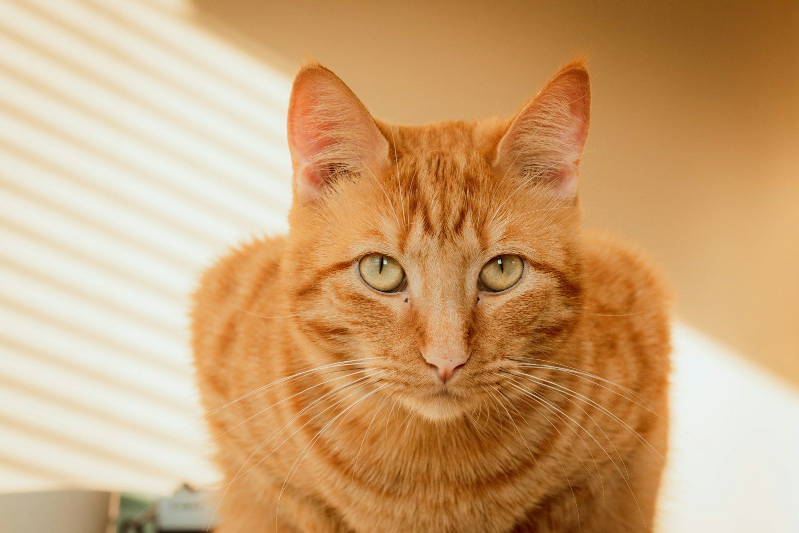 orange tabby cat on white textile