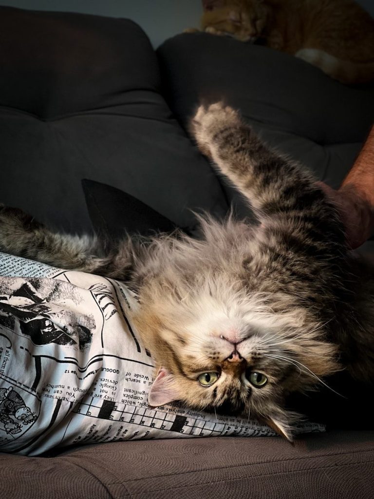a cat laying on its back on a couch