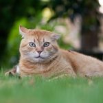 A ginger cat rests on green grass outdoors.