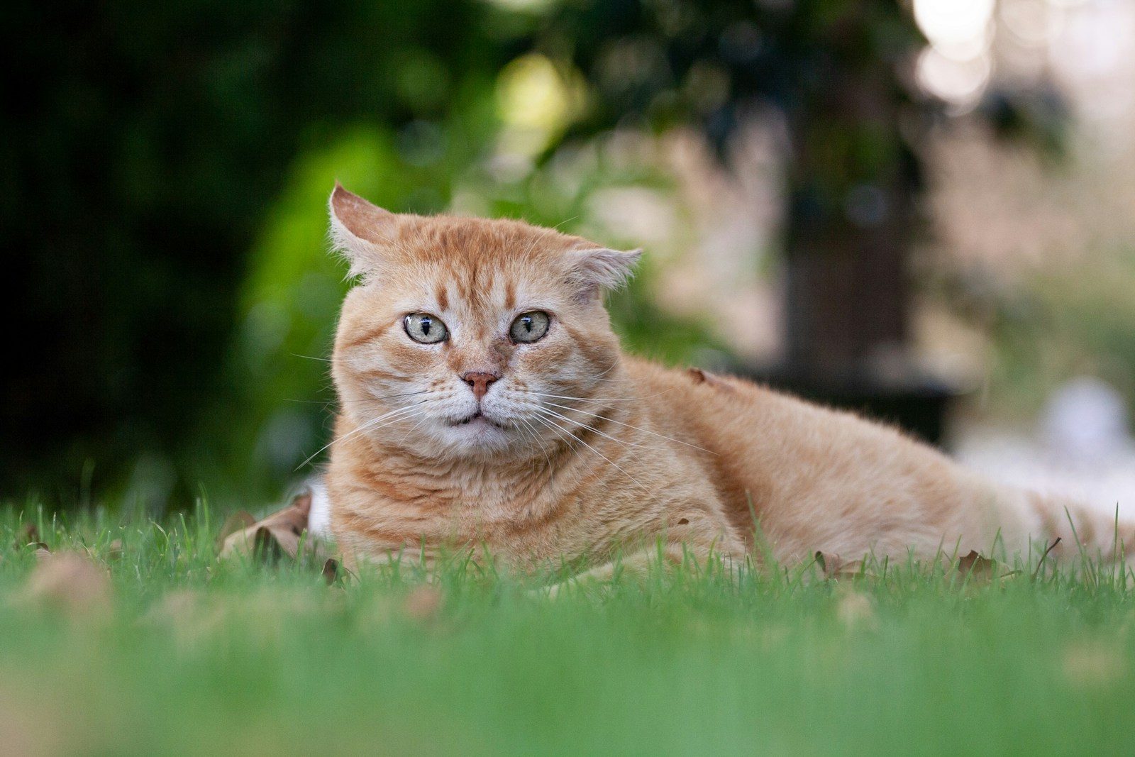A ginger cat rests on green grass outdoors.