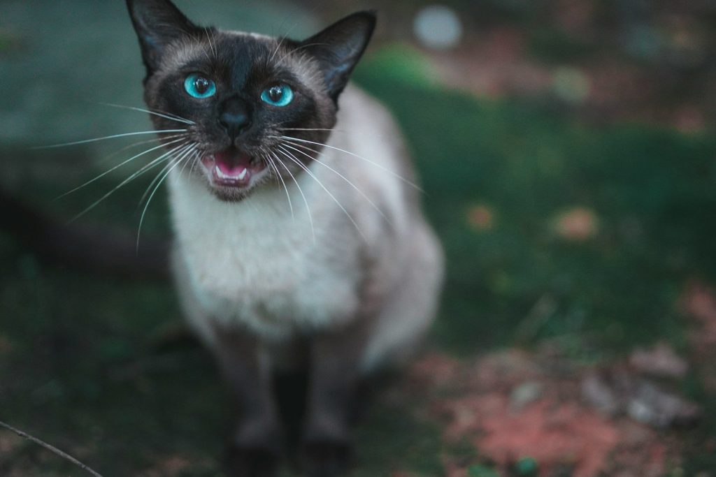 white and black short fur cat