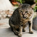 A cat is walking on a cement surface