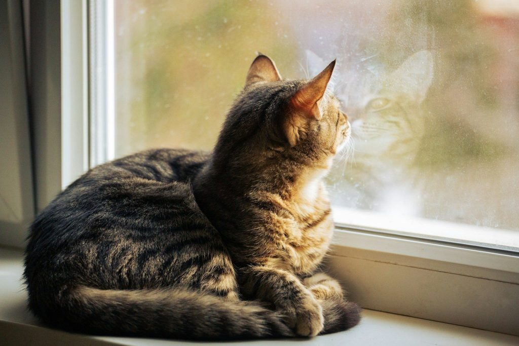 A tabby cat sits on a windowsill looking out.