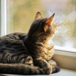 A tabby cat sits on a windowsill looking out.