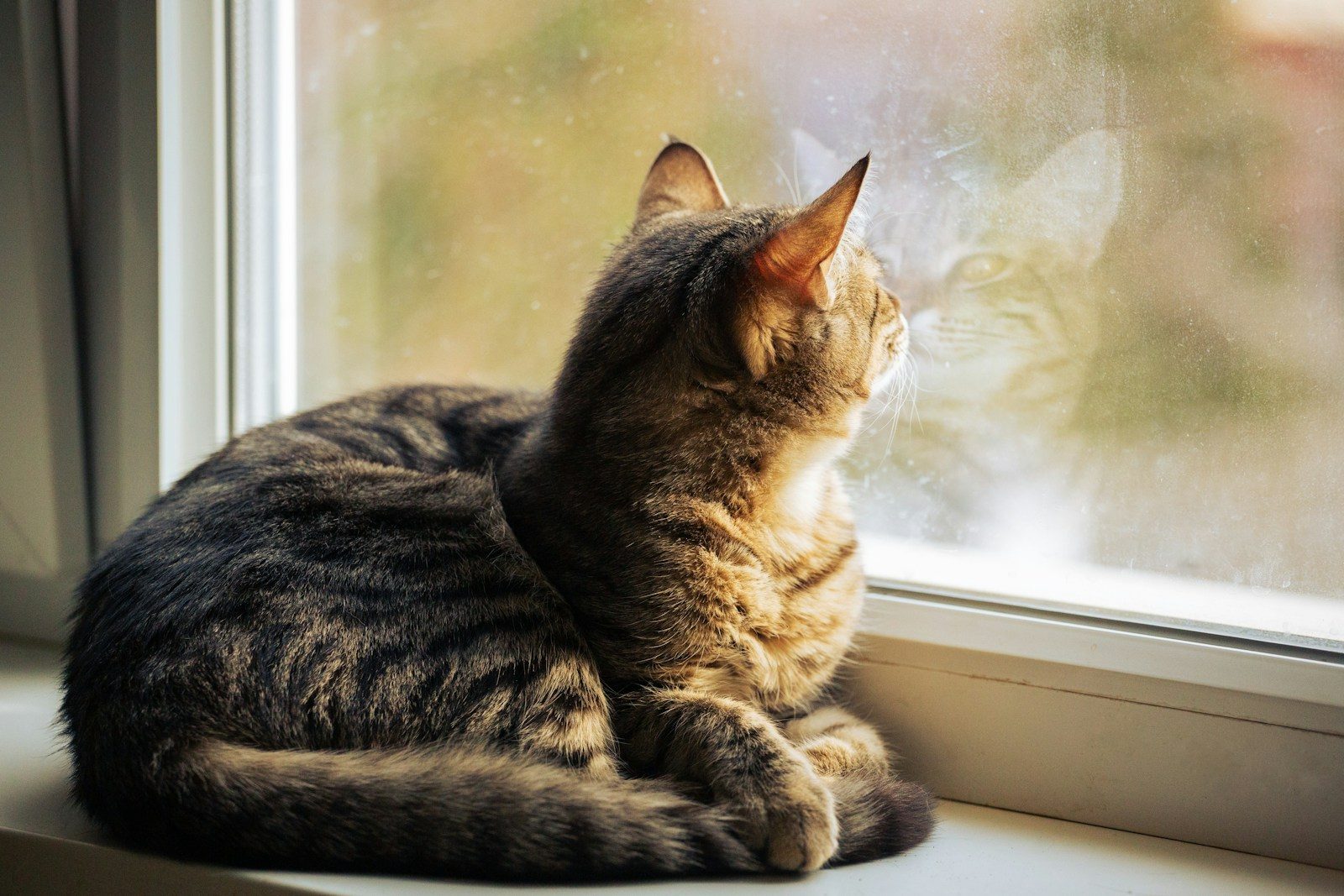A tabby cat sits on a windowsill looking out.