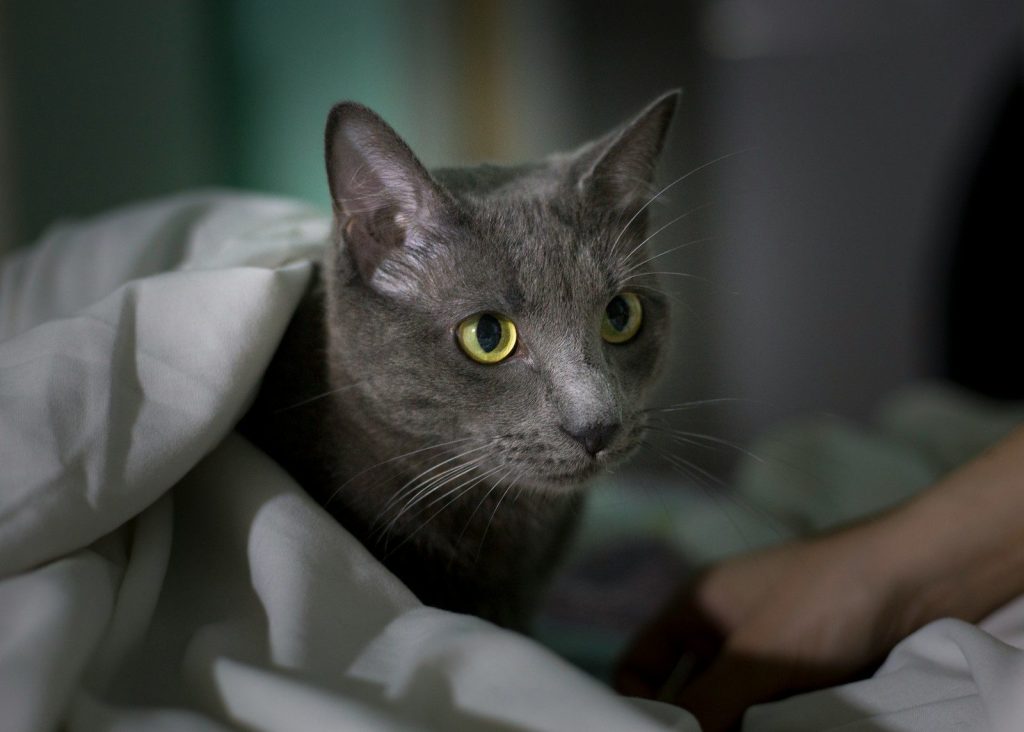 Russian blue cat