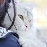 A cat rests comfortably on a shoulder.