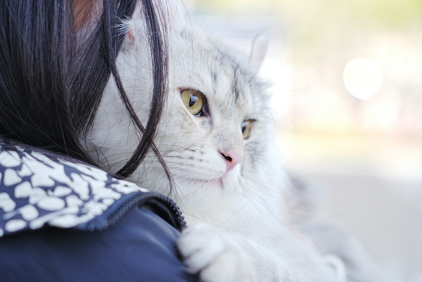 A cat rests comfortably on a shoulder.