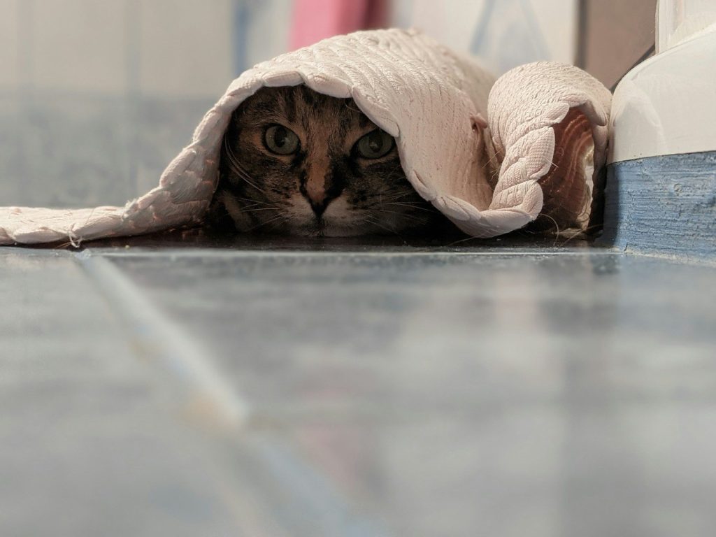 brown tabby cat covered with white blanket