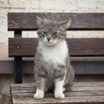 A tabby cat sits on a wooden bench.